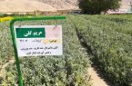 مدیرکل منابع طبیعی و آبخیزداری خبر داد: تولید گیاهان دارویی در نهالستان های منابع طبیعی ایلام