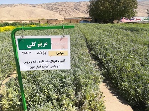 مدیرکل منابع طبیعی و آبخیزداری خبر داد: تولید گیاهان دارویی در نهالستان های منابع طبیعی ایلام