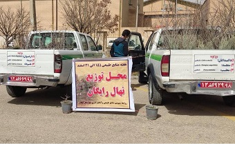 طی هفته منابع طبیعی؛ روزانه ۴٠ هزار اصله نهال رایگان در ایلام توزیع می شود
