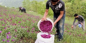 کاشت گیاهان دارویی در سطح ۷۷ هکتار از مزارع استان ایلام