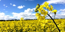 رئیس سازمان جهاد کشاورزی: استان ایلام رتبه سوم کلزای کشور را کسب کرد