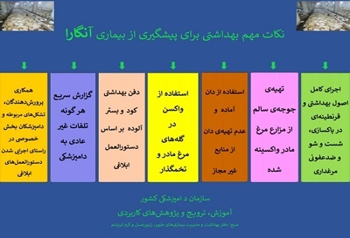 اینفوگرافیک/ چند راه پیشگیری از شیوع بیماری آنگارا در بین طیور