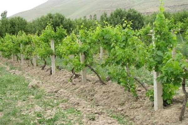 برنامه های هفته محیط زیست در ایلام اعلام شد
