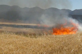 فرمانده انتظامی شهرستان ایوان: ۱۰ هکتار از مزارع کشاورزان ایوانی در آتش سوخت