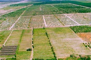 برداشت برنج در ۱۰۰ هکتار از اراضی آبدانان آغاز شد