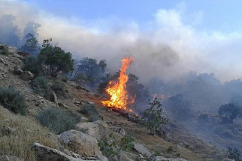 مدیرکل منابع طبیعی خبر داد: کاهش ۸۶ درصدی حریق در جنگل ها و مراتع استان ایلام
