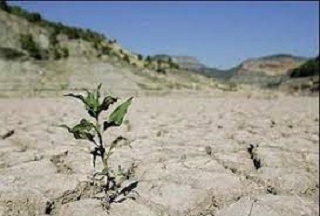 ۱۳۰۰ هکتاراز اراضی ملی در شهرستان های مرزی استان ایلام نهالکاری شد