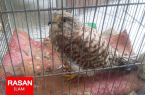 دستگیری شکارچی غیر مجاز در چرداول