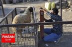 نماینده مردم ایلام در مجلس: مجوز صادرات دام زنده غیرمولد صادر شد