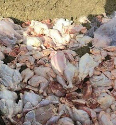 ضبط و امحای ۳۴۰ کیلوگرم گوشت مرغ فاسد در مهران