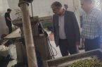 سطح زیر کشت باغات زیتون در ایلام ۱۰۰۰ هکتار است