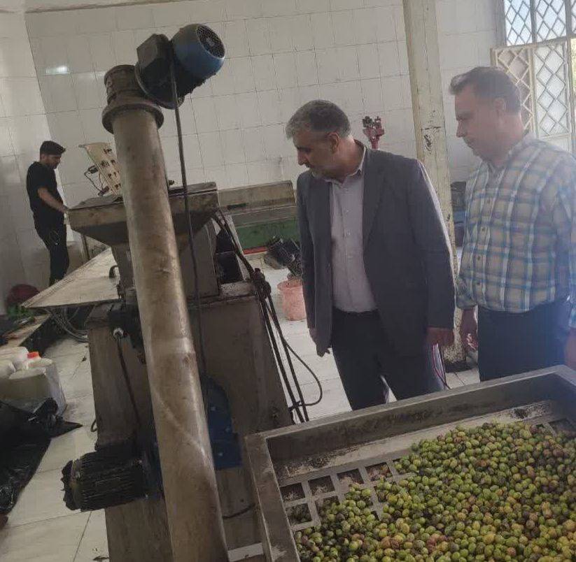 سطح زیر کشت باغات زیتون در ایلام ۱۰۰۰ هکتار است