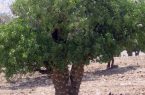 برداشت ۴٠٠ میلیارد ریال سقز کوهی در استان ایلام