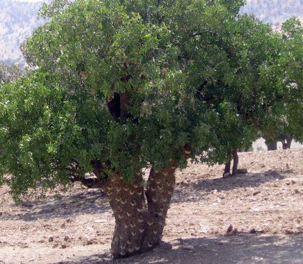 برداشت ۴٠٠ میلیارد ریال سقز کوهی در استان ایلام