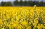آماده سازی مراکز خرید گندم و کلزا در استان ایلام