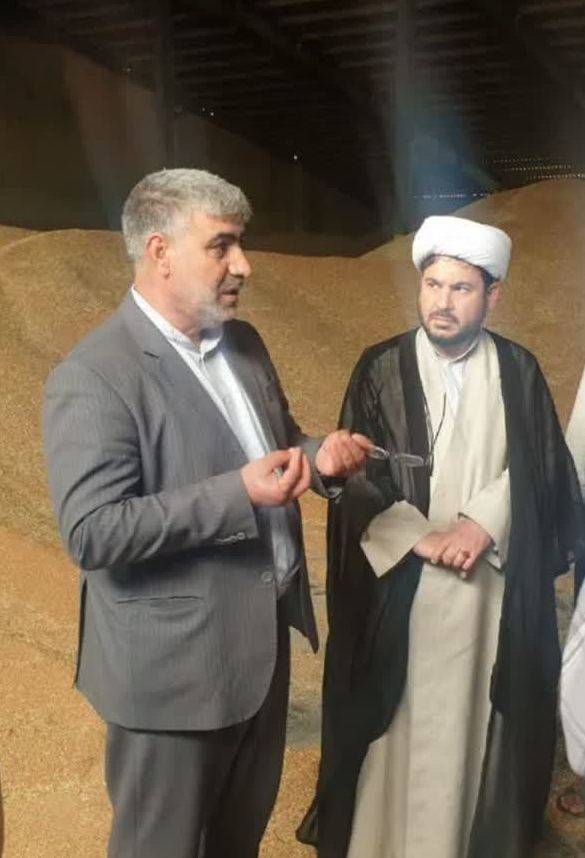 مشارکت سه برابری تعاون روستایی در خرید محصولات گندم و کلزای ایلام