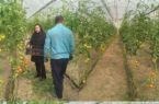 آغاز برداشت محصول گلخانه ای گوجه فرنگی در شهرستان چرداول آغاز برداشت محصول گلخانه ای گوجه فرنگی در شهرستان چرداول