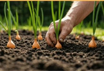 آغاز کشت پیاز، در چارچوب اجرای الگوی کشت ملی در دهلران