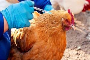 انجام۲هزار بازدید در راستای پیشگیری از بیماری طیور از ایلام