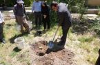 توسعه باغ گیاه‌شناسی جهاد کشاورزی با احداث ذخیره‌گاه ژنتیکی واریته‌های مختلف انجیر بومی