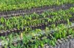 برنامهریزی برای توسعه ۷۸ هکتاری نهالستانهای ایلام