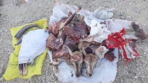 یک گروه شکارچی غیرمجاز در شهرستان مهران دستگیر شدند