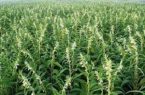مدیر جهاد کشاورزی شهرستان خبر داد: نصب یک هزار و ۵۰۰ متر سایبان روی مزارع دره شهر