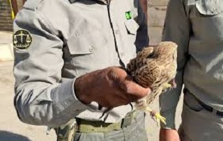 مدیرکل حفاظت محیط زیست خبر داد؛ کشف محموله قاچاق پرنده در ایلام