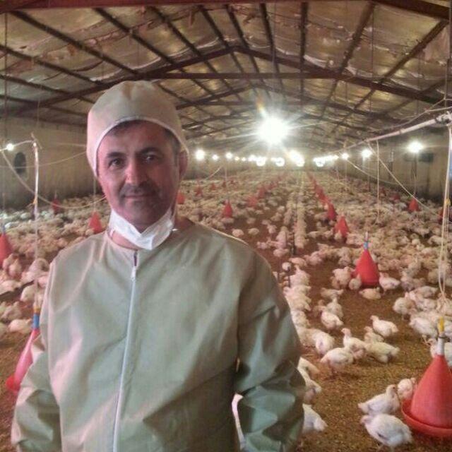رییس اتحادیه مرغداران ایلام خبر داد: ظرفیت ۲۰ میلیون قطعه جوجه ریزی در سال/آمادگی ایلام برای صادر مرغ زنده به عراق  
