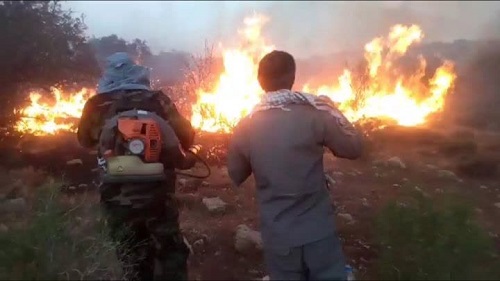 حریق منطقه حفاظت شده مانشت و قلارنگ ایلام مهار شد