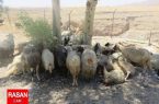 کشف احشام قاچاق در شهرستان دره شهر