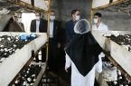 بسته های تشویقی کمیته امداد ایلام برای کارفرمایان