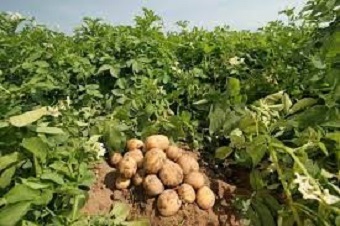 درخشش پژوهشگران ایلامی در تولید بذر پیشپایه سیبزمینی