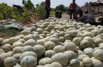 برداشت طالبی در سطح ۵۰۰ هکتار از اراضی کشاورزی دره شهر آغاز شد