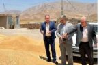 بیش از ۷۰ هزار تن گندم از کشاورزان استان ایلام خریداری شد