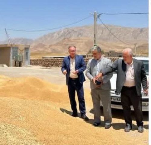 بیش از ۷۰ هزار تن گندم از کشاورزان استان ایلام خریداری شد