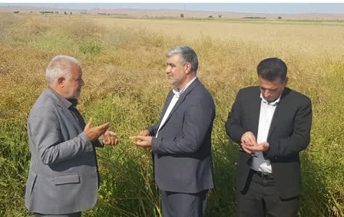 خرید ۹۰ درصدی محصول کلزا توسط تعاونی های مردم نهاد از کشاورزان ایلام