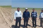 اجرای ۲ هزار هکتار آبیاری تیپ یا نواری درسطح مزارع گندم و ذرت دهلران