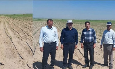 اجرای ۲ هزار هکتار آبیاری تیپ یا نواری درسطح مزارع گندم و ذرت دهلران