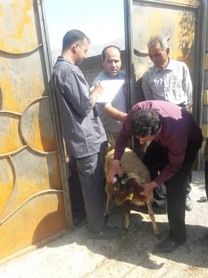 اهدا ۲۰۰ راس دام بین سیل زدگان استان ایلام اهدا ۲۰۰ راس دام بین سیل زدگان استان ایلام