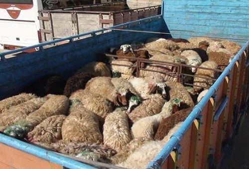 محکومیت قاچاقچی دام زنده به پرداخت جریمه نقدی