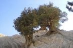 توسعه زیرساخت گردشگری مسیر درختان کهنسال بان‌سرو ایلام