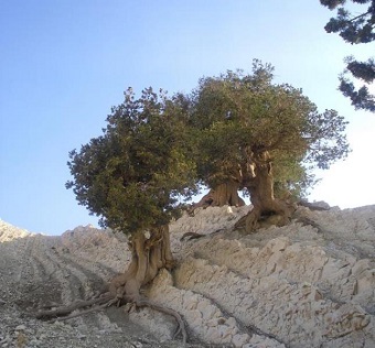 توسعه زیرساخت گردشگری مسیر درختان کهنسال بان‌سرو ایلام