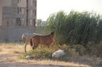  ۳ راس دواب قاچاق در حوزه مرزی هنگ دهلران کشف شد