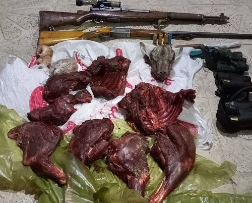 دستگیری ۷ نفر متخلف شکار غیر مجاز دو راس کل وحشی در مهران