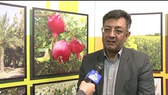 خسارت خشکسالی به کشاورزان بیمه شده ایلام پرداخت می شود