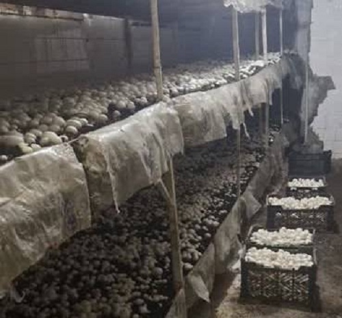 کشت اولین مزرعه پرورش دهنده قارچ دکمه ای در مرکز آموزش فنی و حرفه ای ایلام