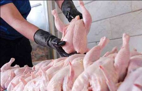 آمادگی پشتیبانی امور دام جهت خرید مرغ مازاد اتحادیه مرغداران ایلام