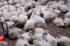 توقیف بیش از ۳ تن مرغ زنده فاقد مجوزدر دره شهر