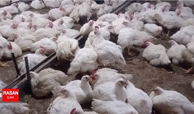 توقیف بیش از ۳ تن مرغ زنده فاقد مجوزدر دره شهر